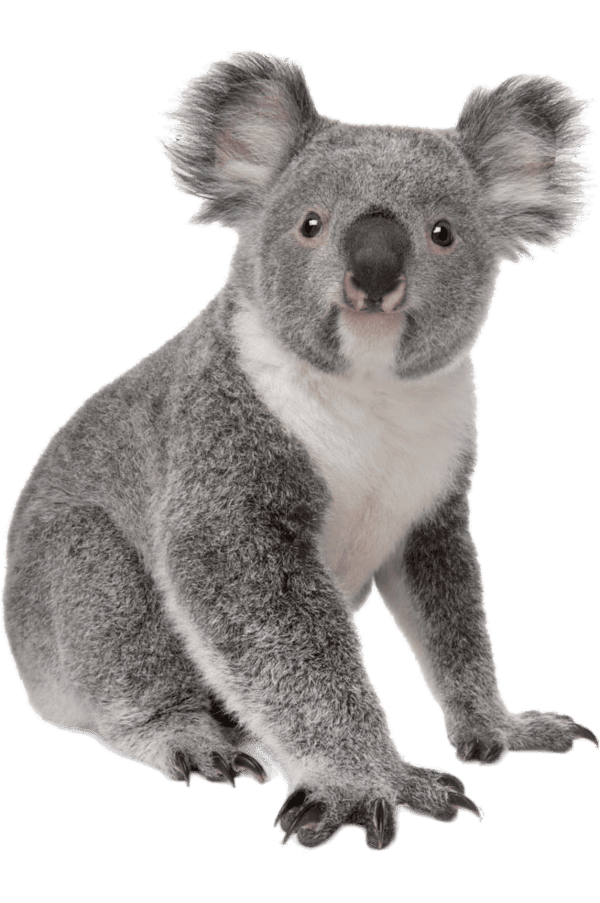 Bush Poem Koala